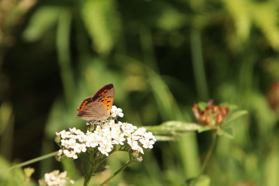 Close-up of butterfly pollinating on flower