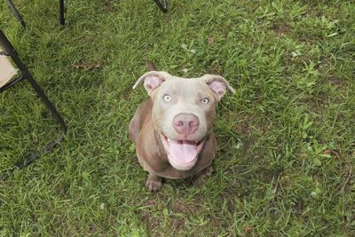 High angle portrait of dog on grass