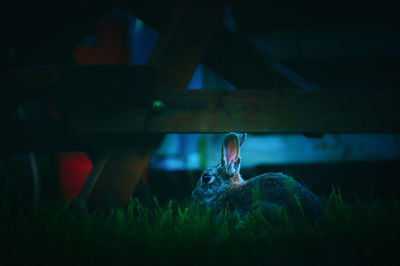 Close-up of horse sitting on field