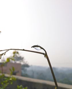 Close-up of caterpillar against blurred background