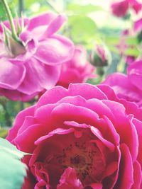 Close-up of pink flowers blooming outdoors
