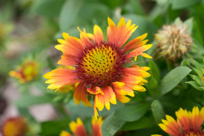 Close-up of yellow flower blooming outdoors