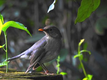 Close-up of bird perching on leaf