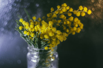 Close-up of yellow flowering plant in vase