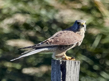 Close-up of bird perching on wooden post