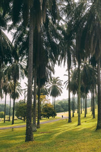 Palm trees on landscape against sky