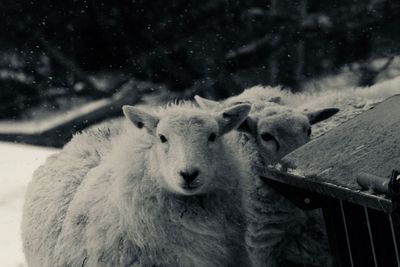 Portrait of sheep in pen