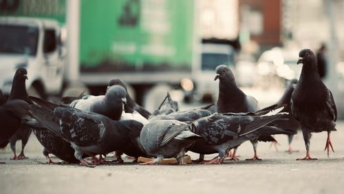 Pigeons on snow