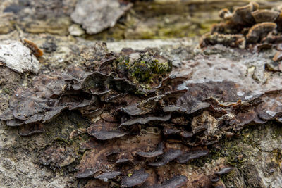 Close-up of tree