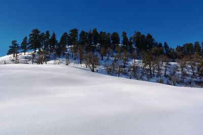 Trees on snow covered landscape against clear blue sky