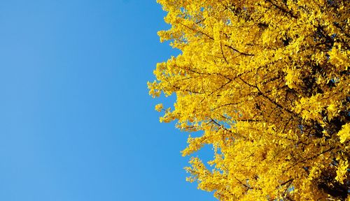 Low angle view of yellow tree against clear blue sky