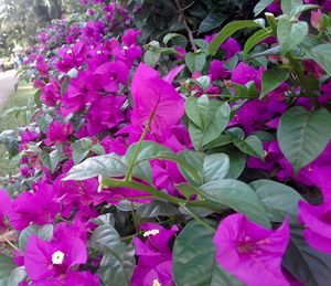 Close-up of pink flowering plant