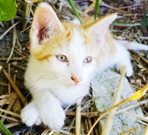 Close-up portrait of cat