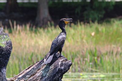 Bird perching on wooden post