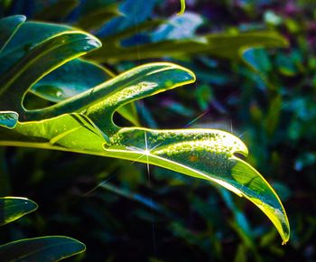 Close-up of raindrops on leaf