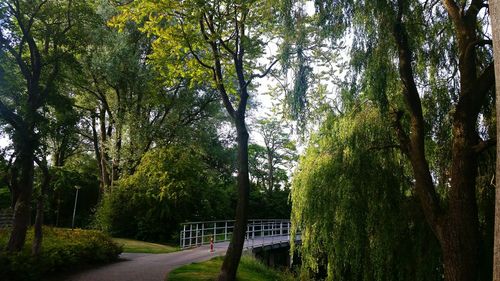 Empty road with trees in background