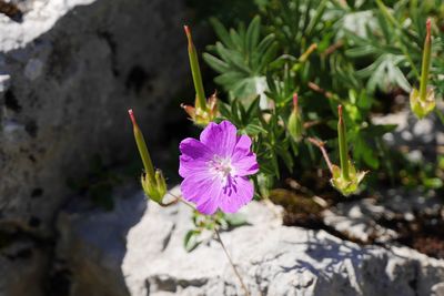 Close-up of purple flowers