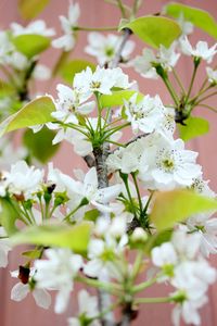 Close-up of white flowers