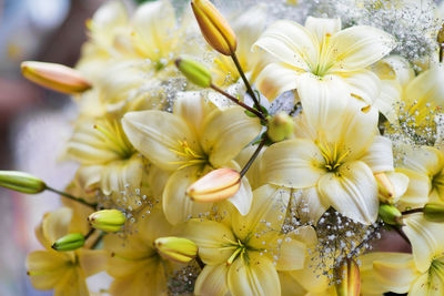 Close-up of white flowering plants