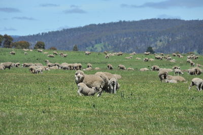 Flock of sheep on grassy field