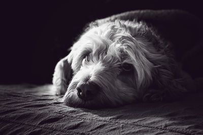 Close-up of dog lying down on bed