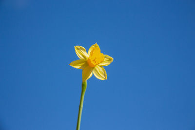 Low angle view of flowering plant against blue sky