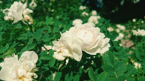 Close-up of rose blooming outdoors