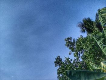 Low angle view of coconut palm tree against blue sky