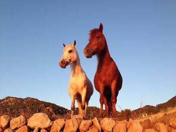 Low angle view of horse standing on field against clear sky