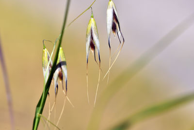 Close-up of flowering plant against sky