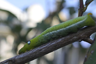 Close-up of insect on leaf