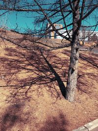 Bare tree against sky