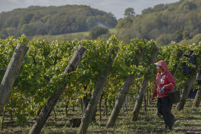 Rear view of person standing on farm