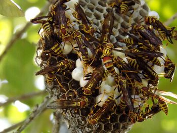 Close-up of plant against blurred background