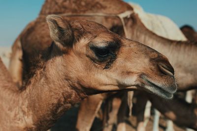 Close-up of a horse