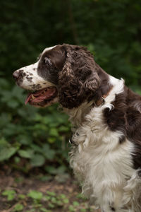 Close-up of dog on grass