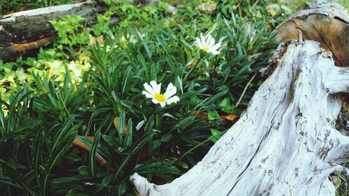 Close up of grass