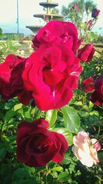 Close-up of red rose blooming outdoors