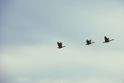 Low angle view of eagle flying against sky