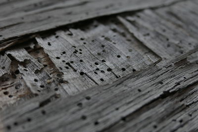 Close-up of wooden plank