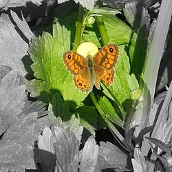 Close-up of butterfly on flowers