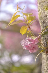 Close-up of pink cherry blossoms