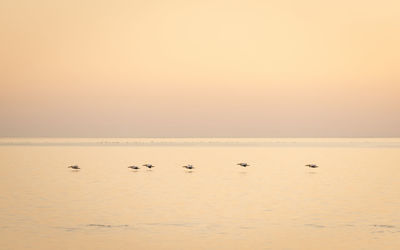Birds in sea against sky during sunset