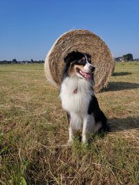 View of an animal on field