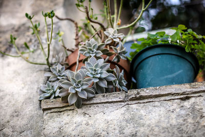 Close-up of potted plant