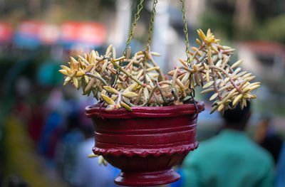 Close-up of red flowering plant in temple