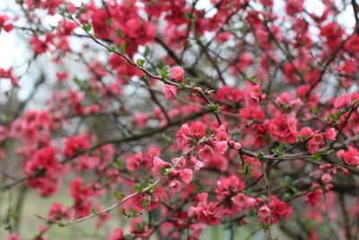 Close-up of pink cherry blossom