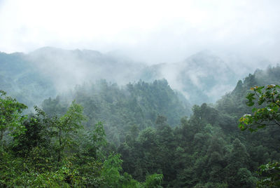 Scenic view of forest against sky during foggy weather