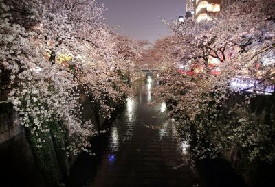 View of trees in park