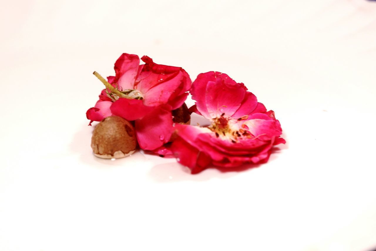 CLOSE-UP OF RED ROSE AGAINST WHITE BACKGROUND